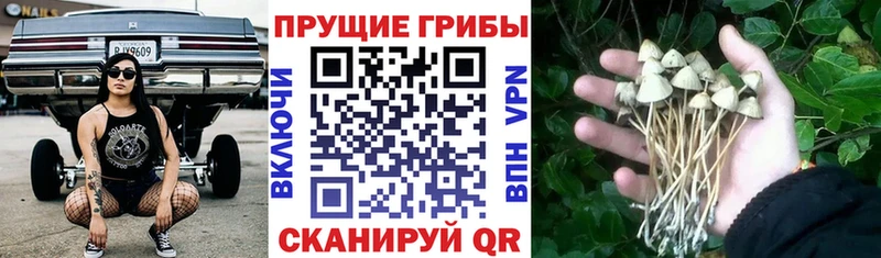 OMG онион цены Березники Псилоцибиновые грибы Cubensis